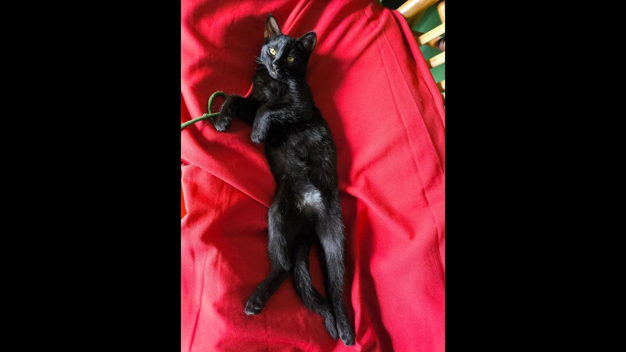 Gata Lobo desapareceu no bairro Santa Cruz Gata Lobo desapareceu no bairro Santa Cruz