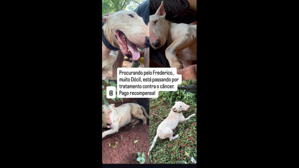 Cachorro Frederico desapareceu na área rural de Cascavel