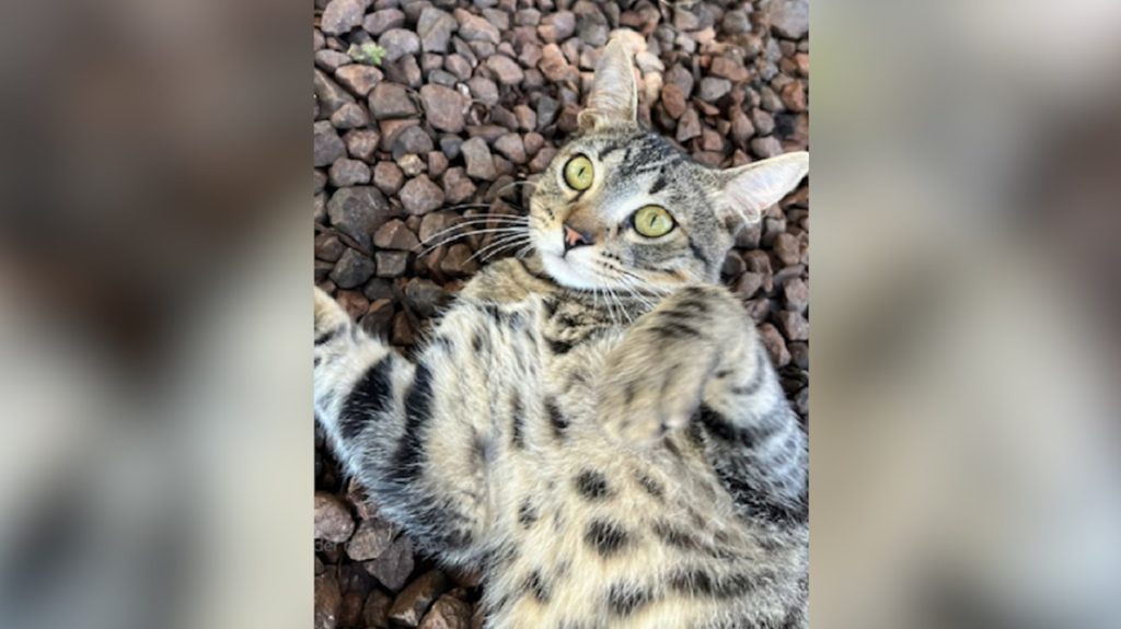Gato ‘Buda’ desapareceu no bairro Santa Cruz em Cascavel Gato ‘Buda’ desapareceu no bairro Santa Cruz em Cascavel