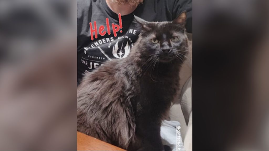 Gato ‘Munão’ estranhou mudança de apartamento e escapou no São Cristóvão Gato ‘Munão’ estranhou mudança de apartamento e escapou no São Cristóvão