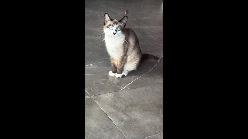 Gata Mima desapareceu no bairro Barcelona