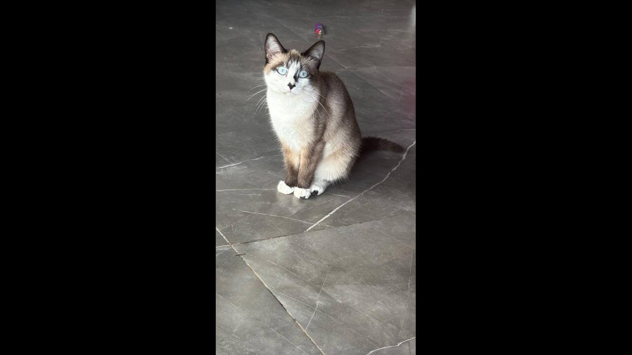 Gata Mima desapareceu no bairro Barcelona Gata Mima desapareceu no bairro Barcelona