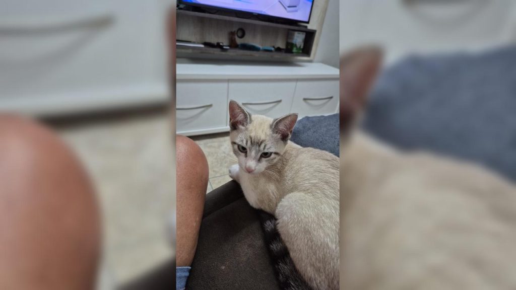 Gato Sheik desapareceu no bairro 14 de Novembro