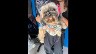 Imagem referente a Cachorra é encontrada no bairro São Cristóvão