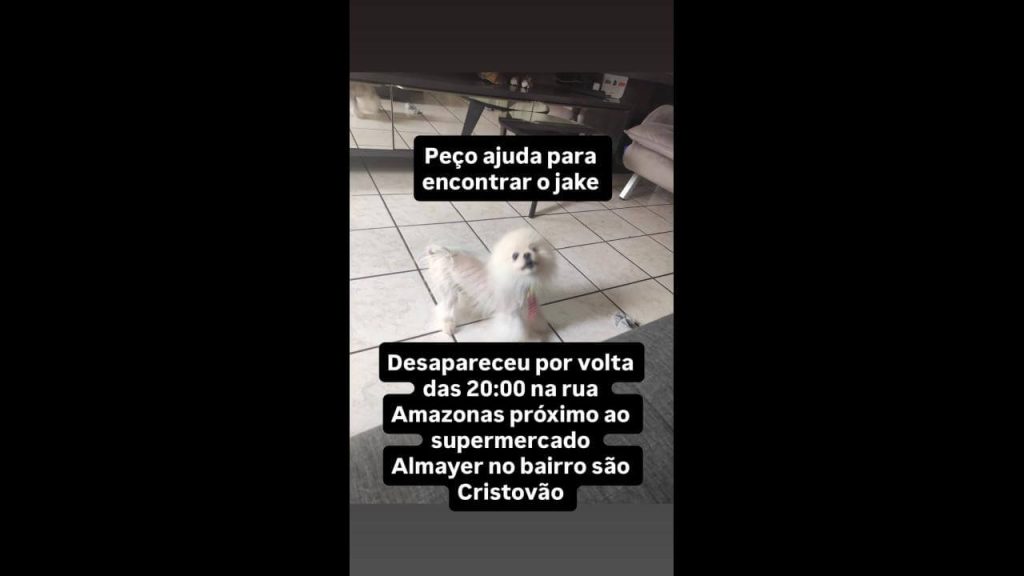 Cachorro Jake desapareceu no bairro São Cristóvão