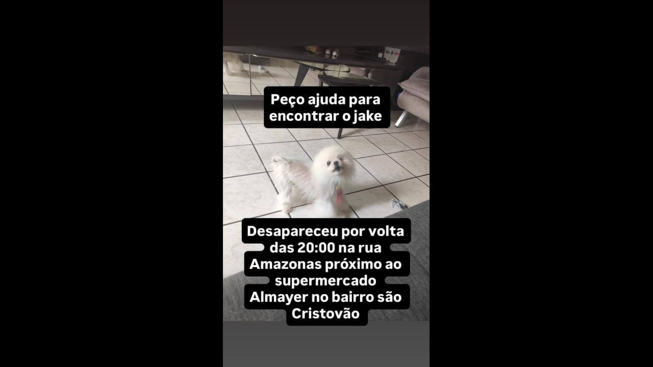 Cachorro Jake desapareceu no bairro São Cristóvão Cachorro Jake desapareceu no bairro São Cristóvão