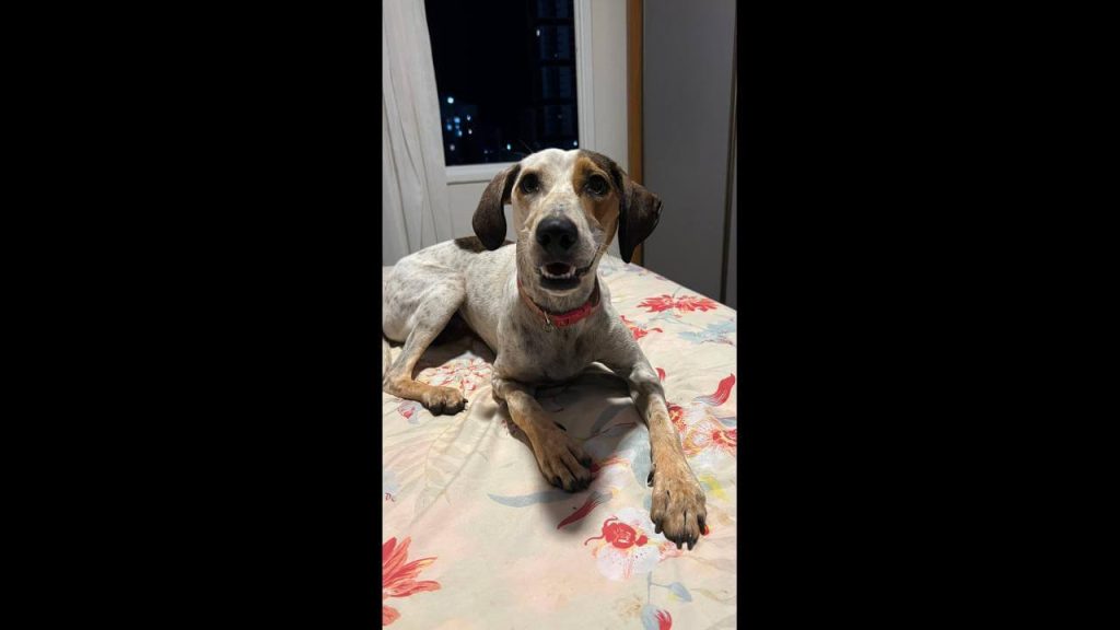 Cachorra é encontrada no bairro Centro