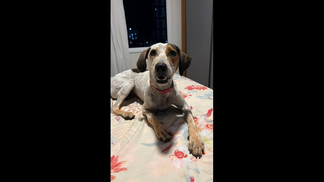 Cachorra é encontrada no bairro Centro