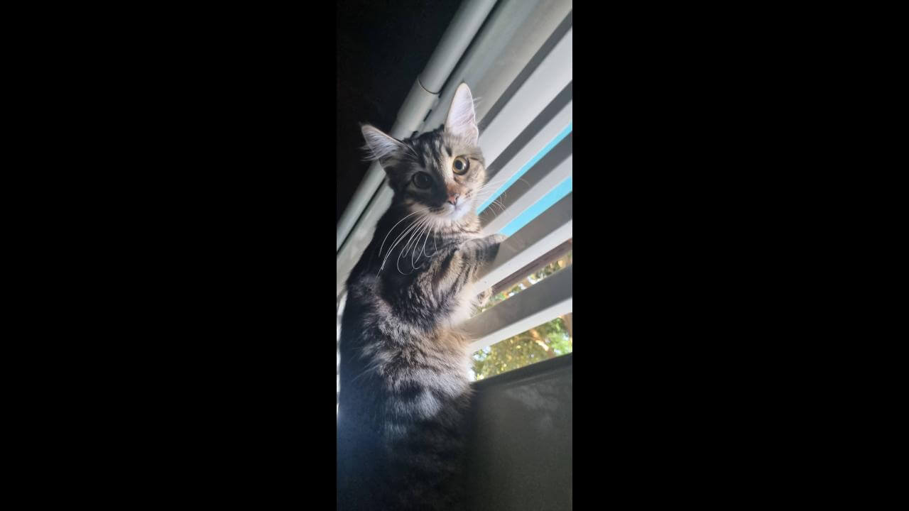 Gata Nina desapareceu no bairro Cataratas Gata Nina desapareceu no bairro Cataratas