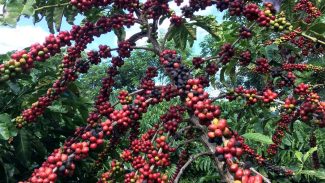 Conab prevê colheita recorde de café com crescimento de 17,1% em 2026
