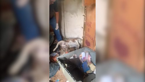 Imagens mostram polícia encontrando pitbull morto em meio a lixo; dono foi detido por maus-tratos