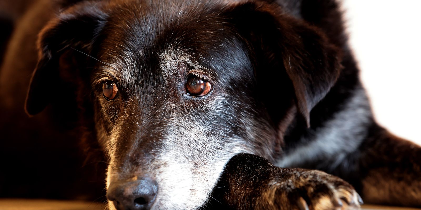 Rio ganha Núcleo de Proteção e Defesa dos Animais Imagem referente a Rio ganha Núcleo de Proteção e Defesa dos Animais