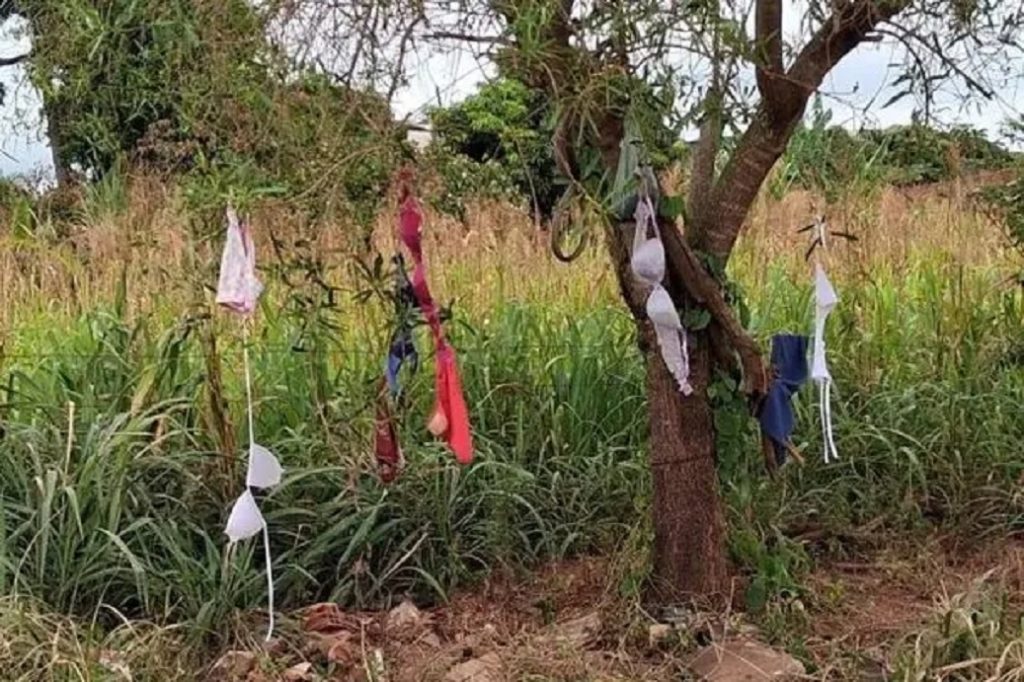 Mistério das calcinhas nas árvores intriga moradores no Paraná