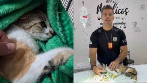 Mulher joga gata do 12º andar e é presa em flagrante no Centro de Curitiba; Delegado comenta o caso