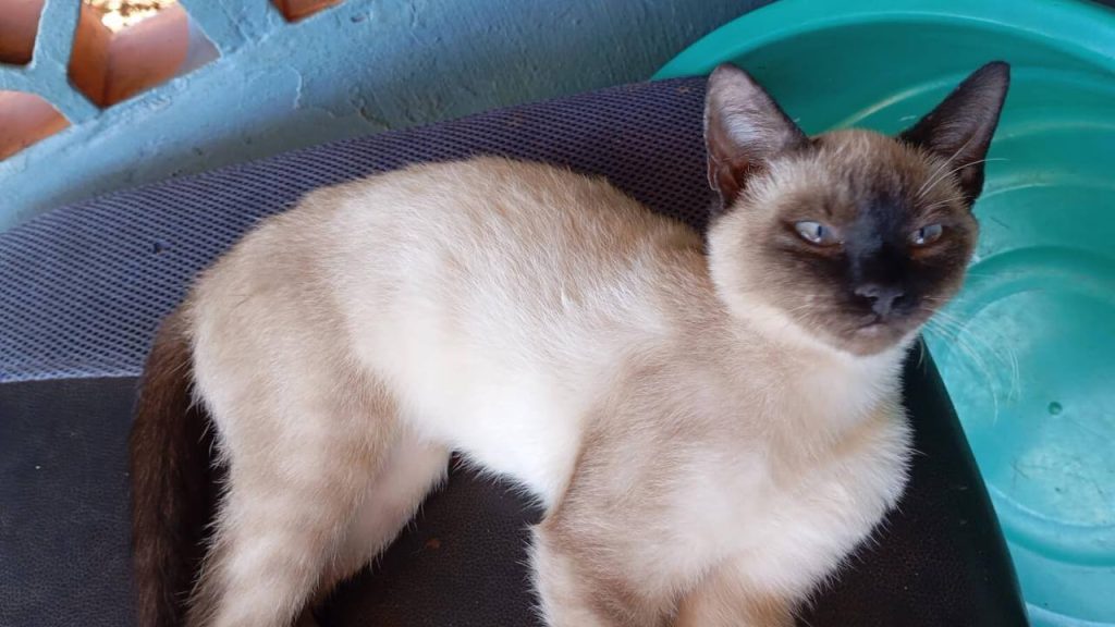 Gato Faíska desapareceu no bairro Cataratas