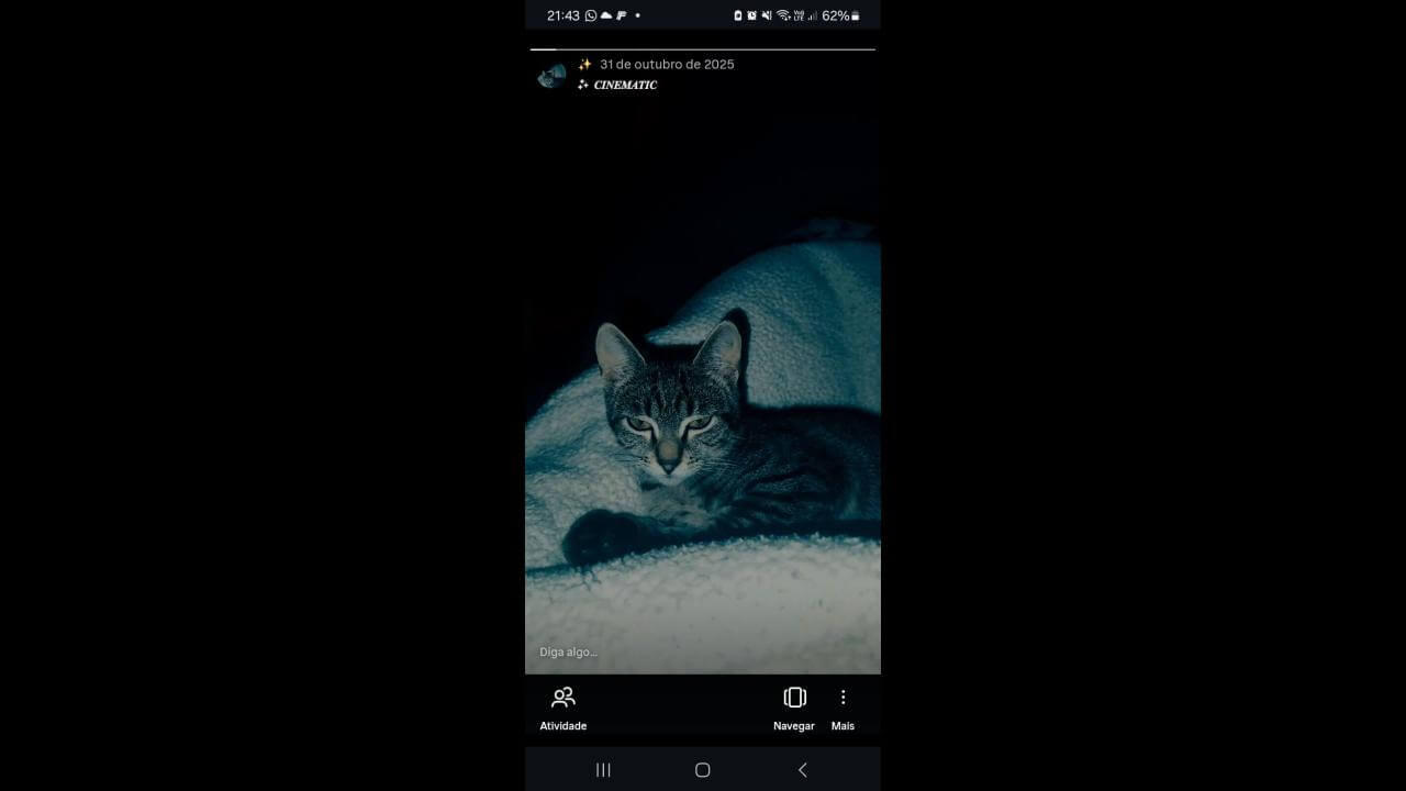 Gata Estrela desapareceu no bairro Santa Felicidade