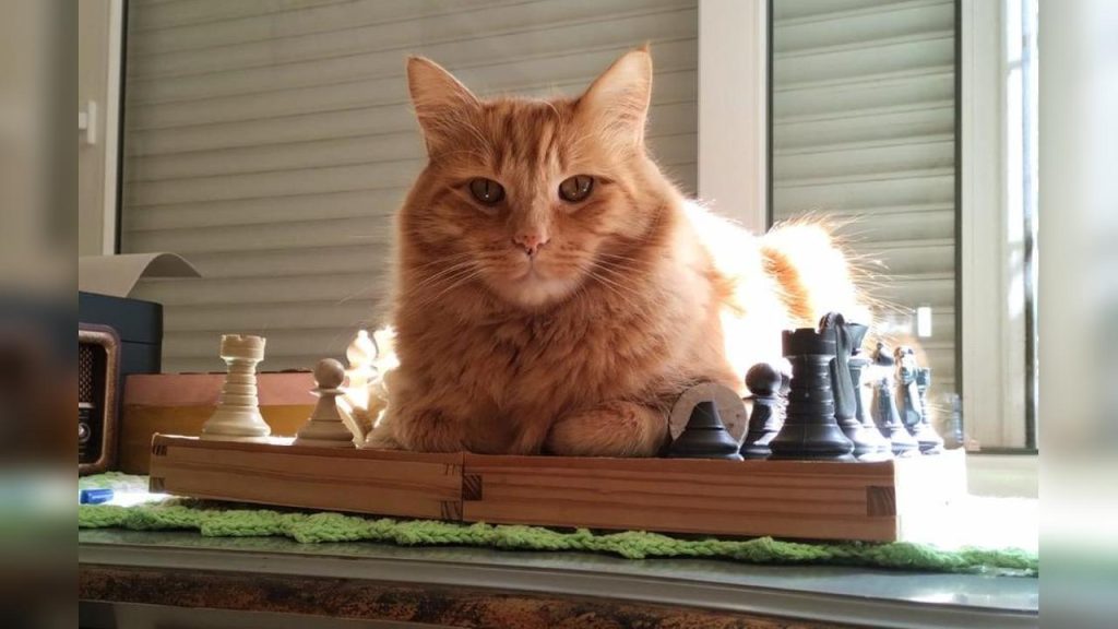 Gato Jhon Jhon desapareceu no bairro Country; há recompensa