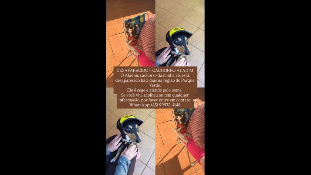 Cachorro Aladim desapareceu no bairro Parque Verde