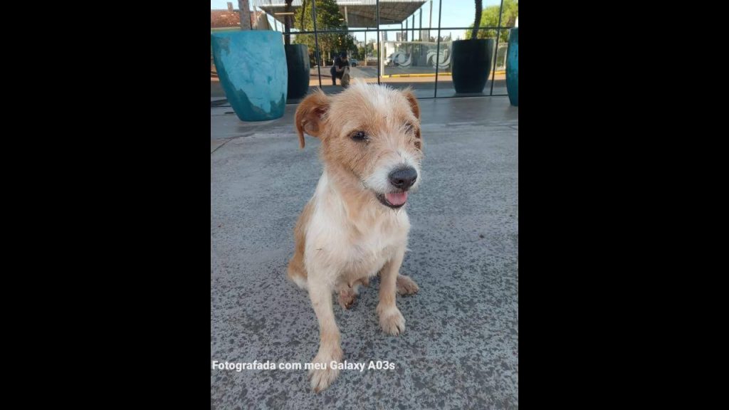 Cachorra é encontrada no bairro Parque São Paulo