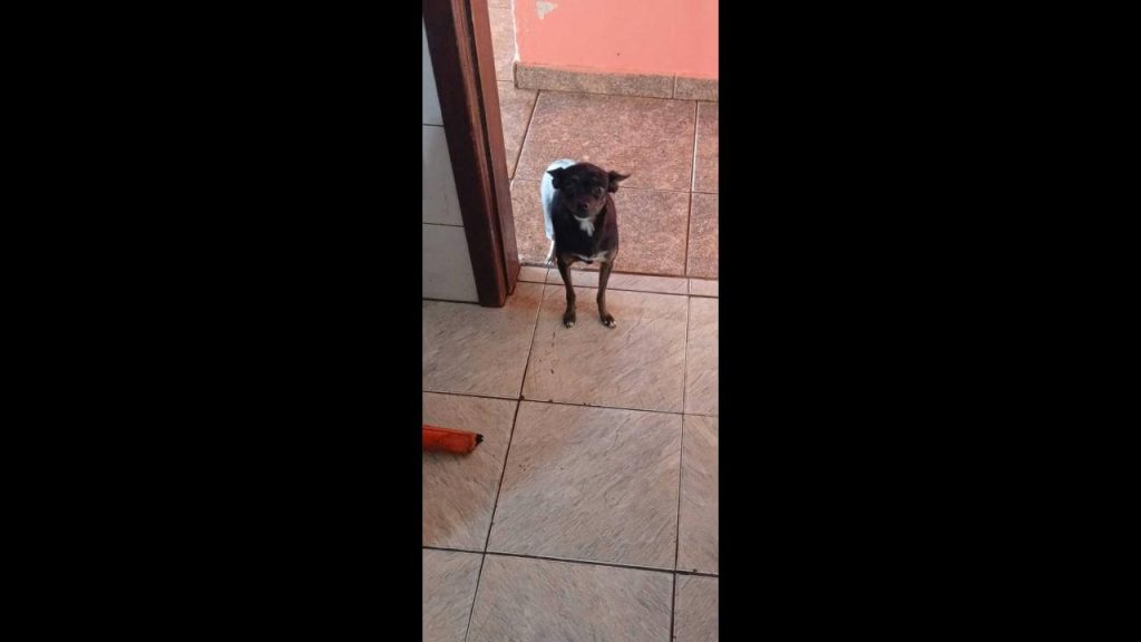 Cachorra LILICA desapareceu no bairro Pioneiros Catarinenses