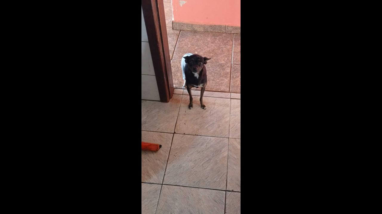 Cachorra LILICA desapareceu no bairro Pioneiros Catarinenses