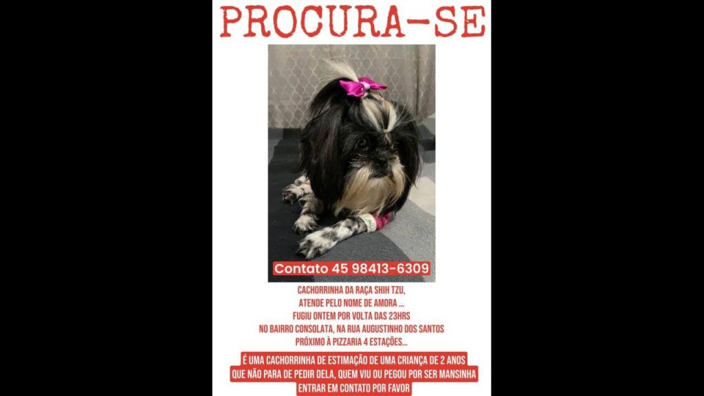 Cachorra Amora desapareceu no bairro Brasília