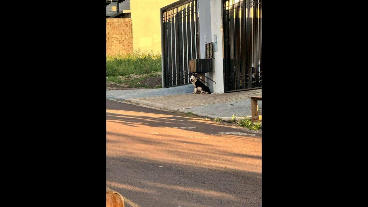Cachorro é encontrado no bairro Jardim Veredas