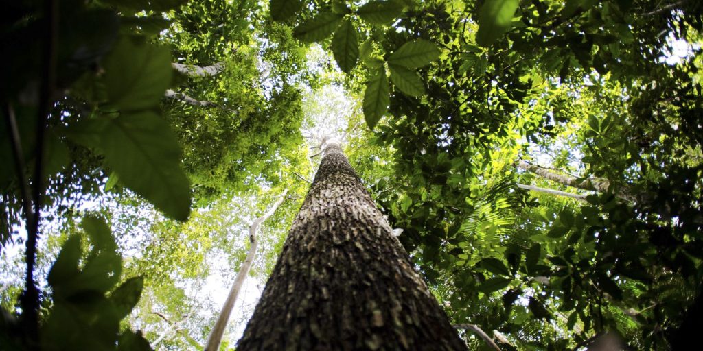 Cascavel amplia atuação no licenciamento ambiental após atualização de certificação do IAT