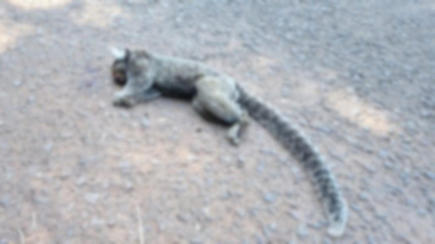 Macacos são encontrados mortos na Região do Lago