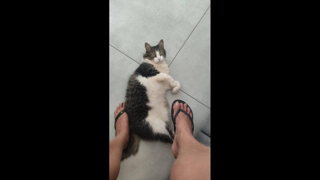 Gata Maia desapareceu no bairro Cancelli