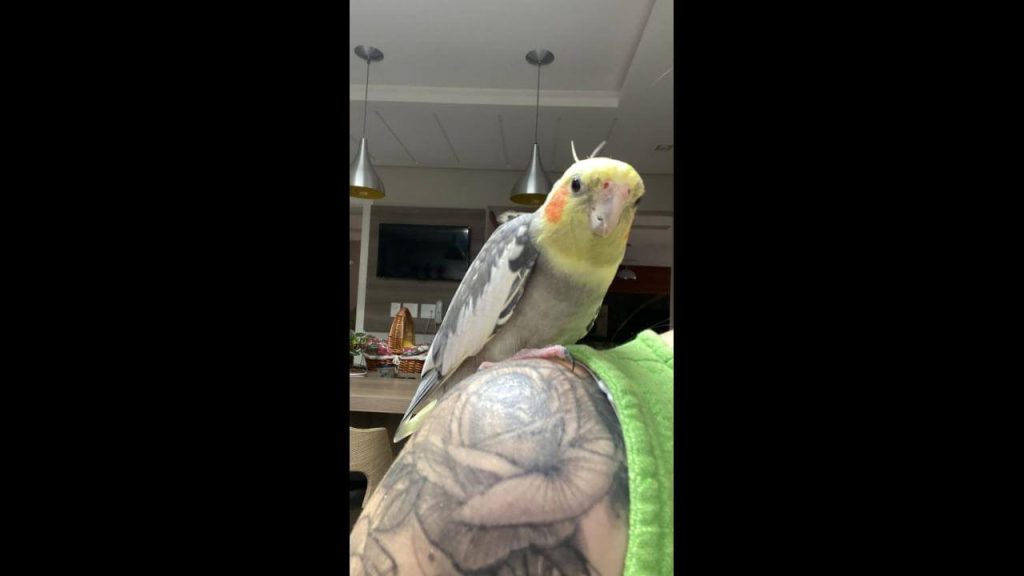 Calopsita Tico desapareceu no bairro Fag