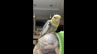 Imagem referente a Calopsita Tico desapareceu no bairro Fag