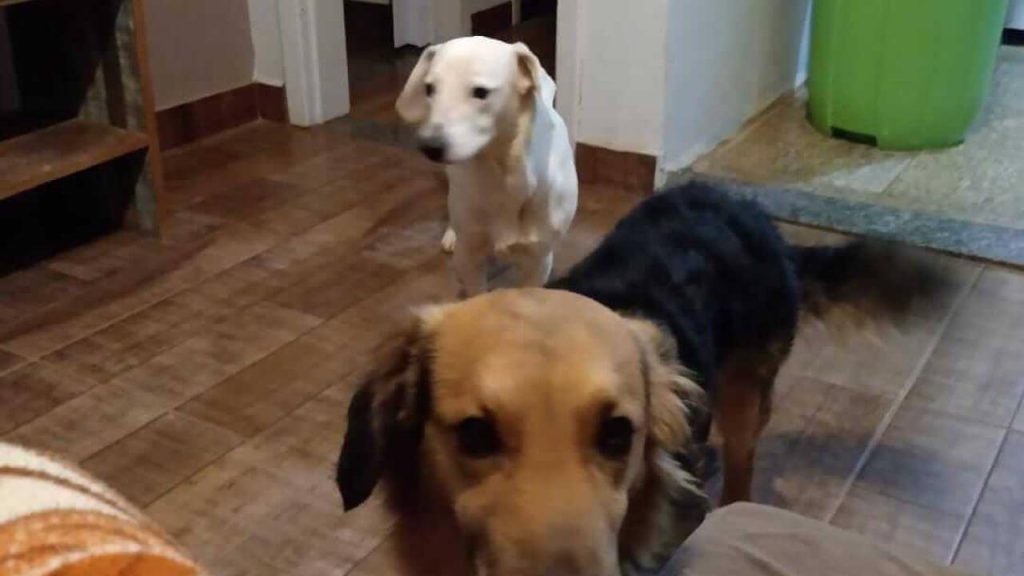 Cachorros Mike e Hulk desapareceram no bairro Santa Cruz