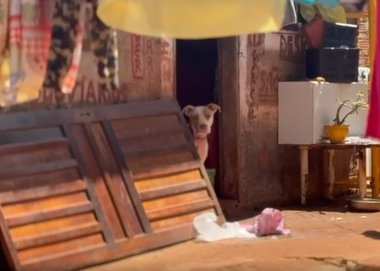 Imagem referente a “Quem vai pagar a vida de uma criança?”: moradores temem presença de pitbull e cães soltos em casa sem muro nem cerca no Periolo