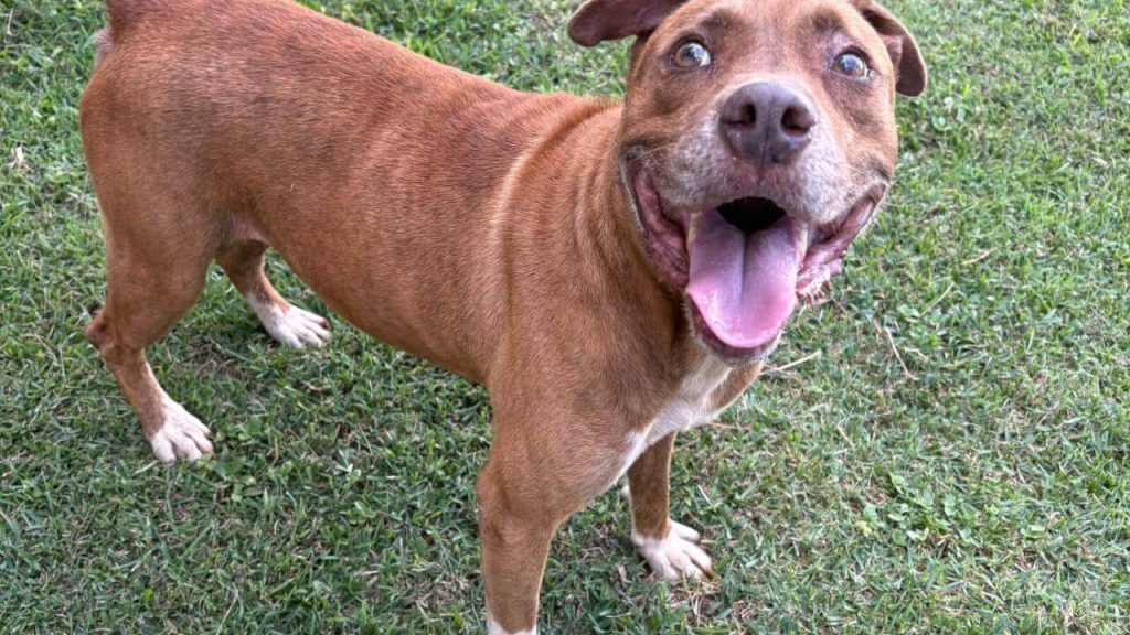 Cachorro é encontrado no bairro Recanto Tropical