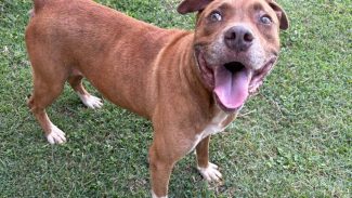 Imagem referente a Cachorro é encontrado no bairro Recanto Tropical