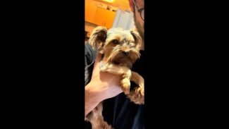 Imagem referente a Cachorra Belha desapareceu no bairro Floresta