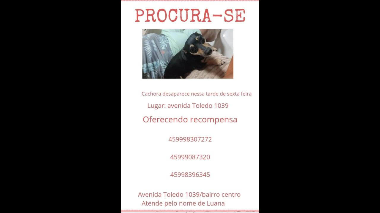 Cachorra Luana desapareceu no bairro Claudete Cachorra Luana desapareceu no bairro Claudete