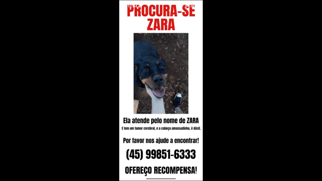 Cachorra Zara desapareceu no bairro Alto Alegre