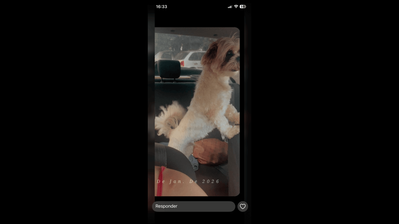 Cachorro Paçoca desapareceu no bairro Universitário Cachorro Paçoca desapareceu no bairro Universitário