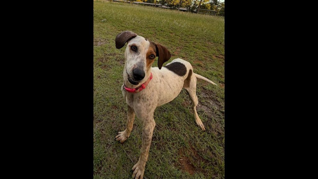 Cachorra Cida desapareceu no bairro Centro
