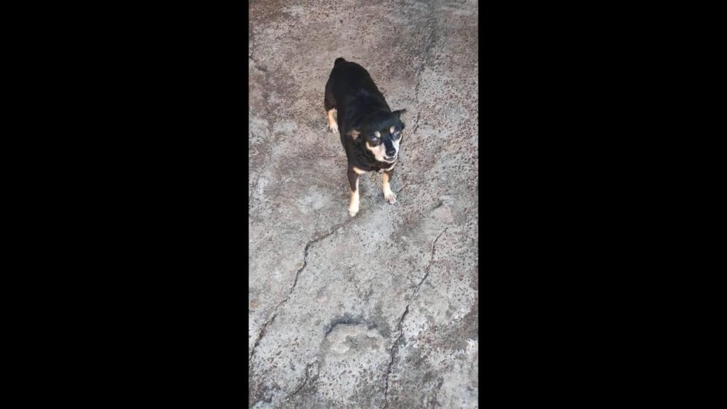 Cachorra Lilica desapareceu no bairro Neva