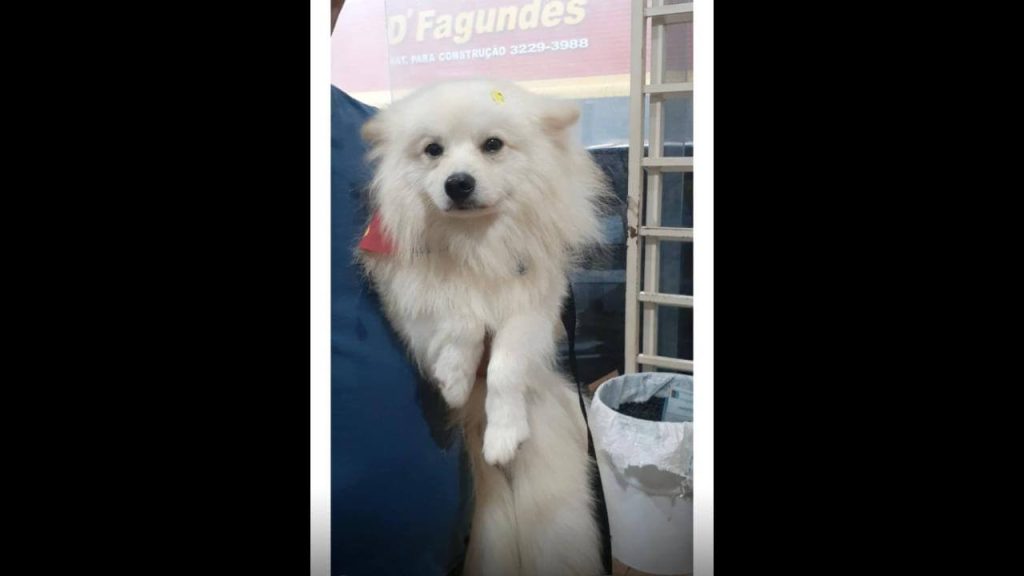 Cachorro Whysky desapareceu no bairro Cascavel Velho