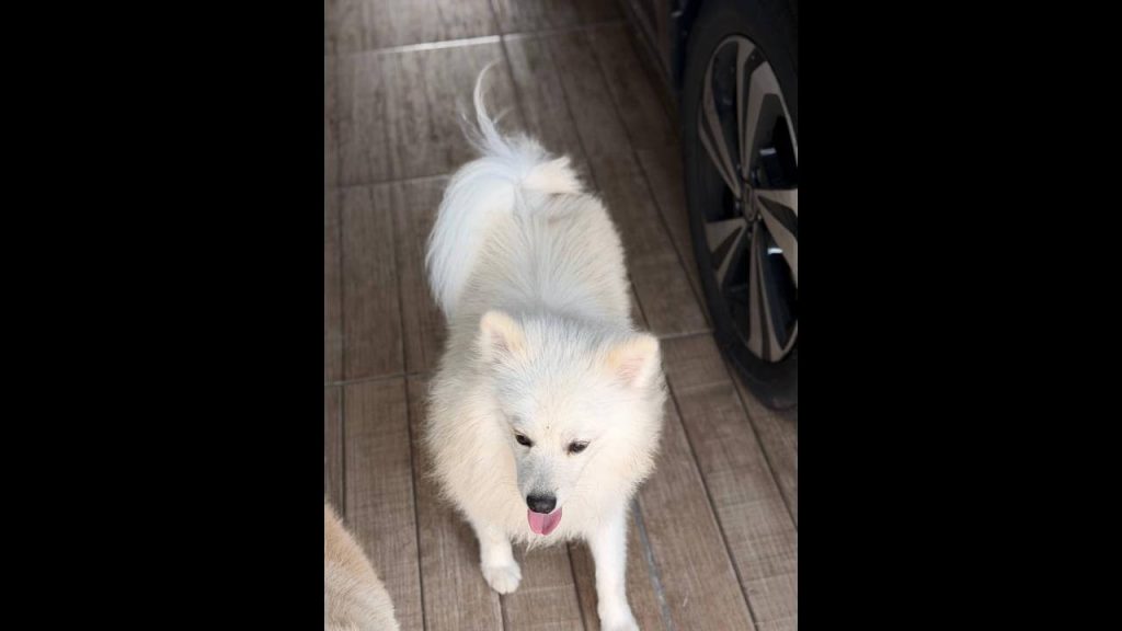 Cachorro é encontrado no bairro Cascavel Velho