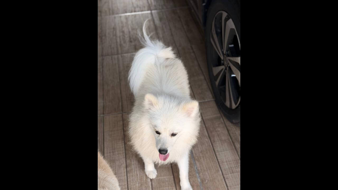 Cachorro é encontrado no bairro Cascavel Velho
