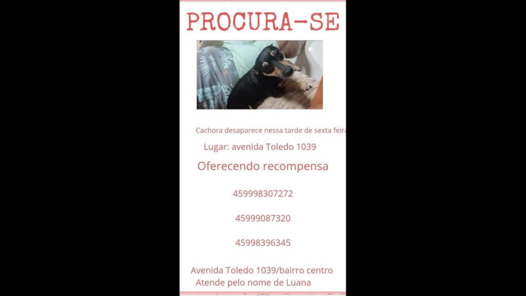 Cachorra Luana desapareceu no bairro Centro