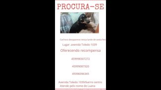Imagem referente a Cachorra Luana desapareceu no bairro Centro
