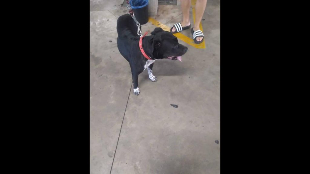 Cachorro é encontrado no bairro São Cristóvão