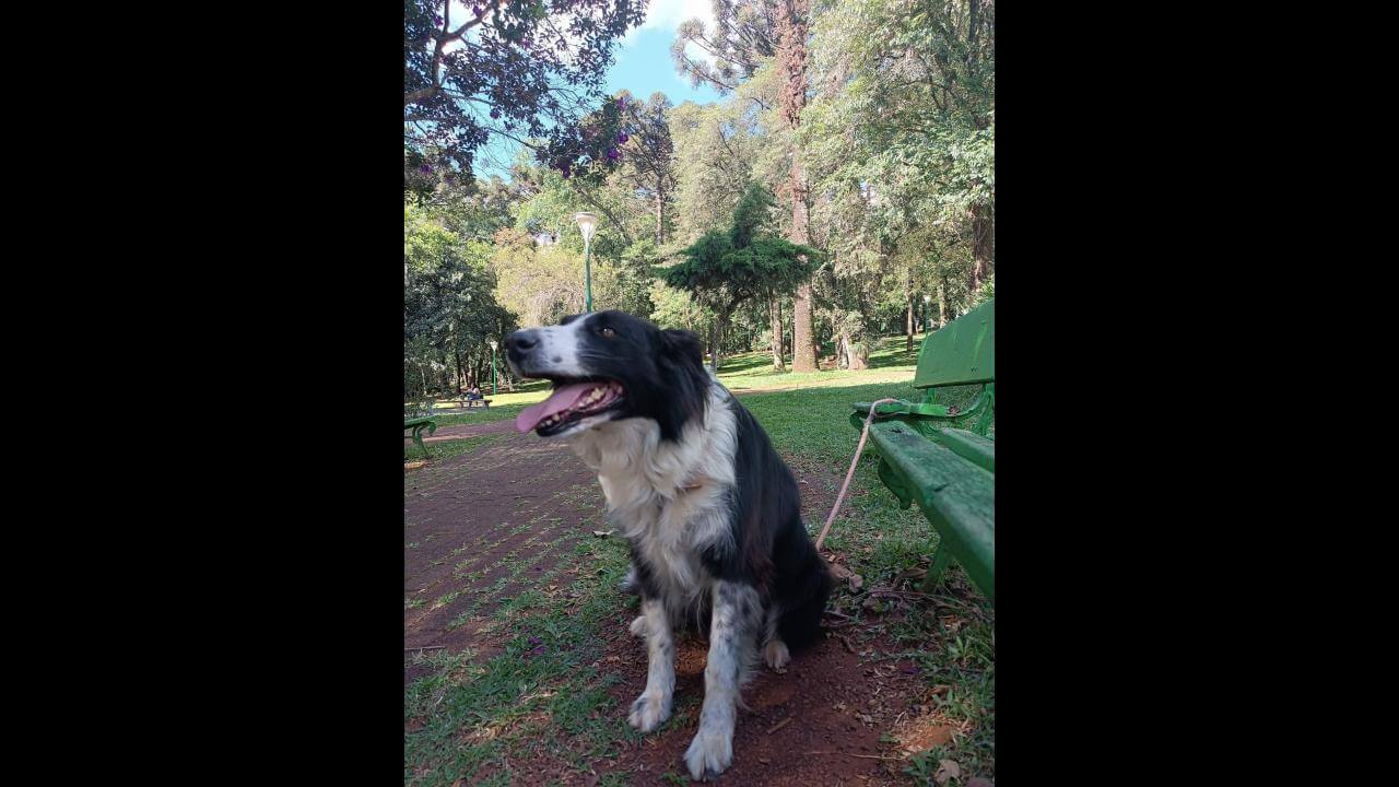 Cachorra Aika desapareceu no bairro Parque São Paulo Cachorra Aika desapareceu no bairro Parque São Paulo
