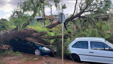 Imagem referente a Árvore cai sobre carros estacionados na Rua Café Filho, no Jardim Veneza
